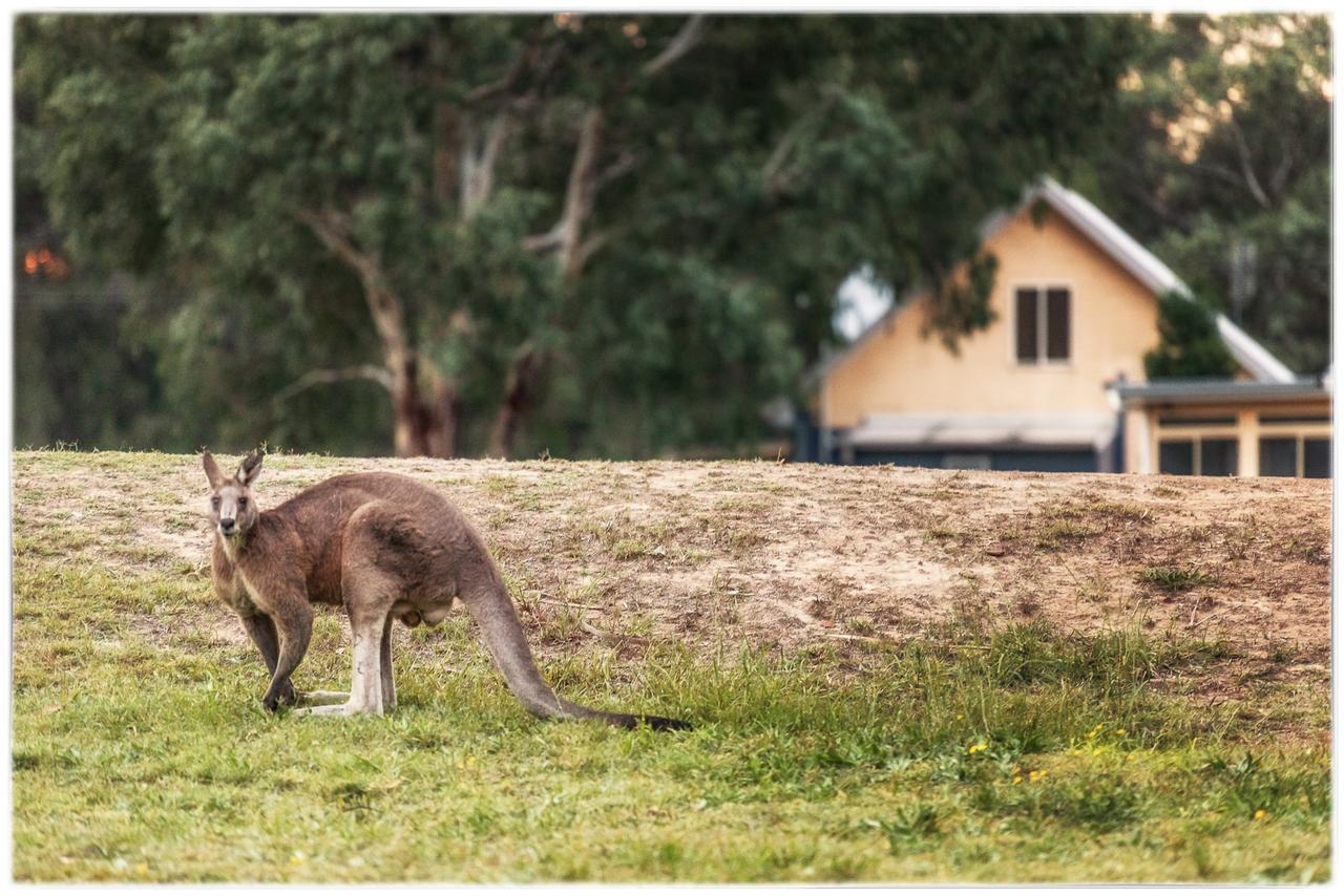 Madigan Wine Country Cottages Lovedale Eksteriør billede